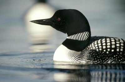 Michael Quinton - Common Loon adult on lake in the summer, Wyoming