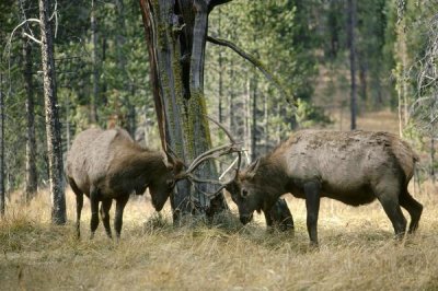 Michael Quinton - Elk two males sparring, Yellowstone National Park, Wyoming