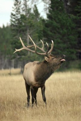 Michael Quinton - Elk male bugling during rut,autumn, Yellowstone National Park, Wyoming