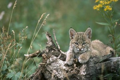 Michael Quinton - Bobcat kitten, resting on a log in the summer, Idaho