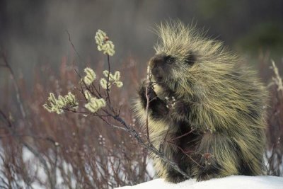 Michael Quinton - Common Porcupine feeding on Pussywillow, spring, Alaska