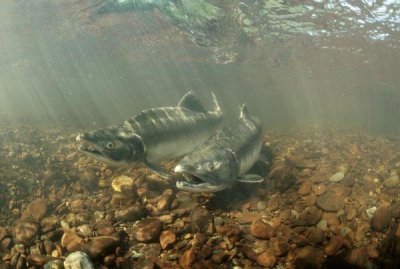 Michael Quinton - Pink Salmon pair underwater during summer spawning, Alaska