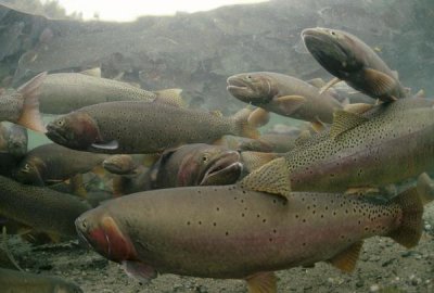 Michael Quinton - Cutthroat Trout group in the spring, Henry's Lake, Idaho