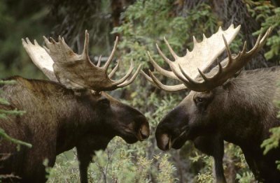 Michael Quinton - Alaska Moose males confronting each other in the fall, Alaska