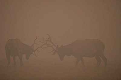 Michael Quinton - Elk pair of bulls fighting in smoke from fire, Yellowstone NP, Wyoming