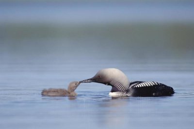 Michael Quinton - Pacific Loon parent feeding chick, North America