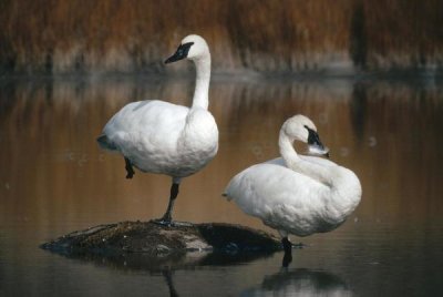 Michael Quinton - Trumpeter Swan pair, Yellowstone National Park, Wyoming