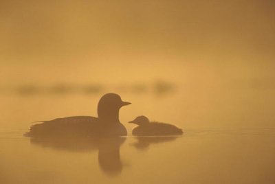 Michael Quinton - Pacific Loon parent and chick on misty lake, North America