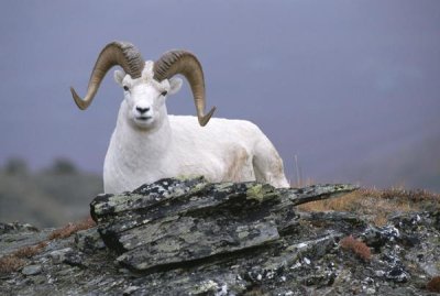 Michael Quinton - Dall's Sheep ram resting on hillside, Alaska