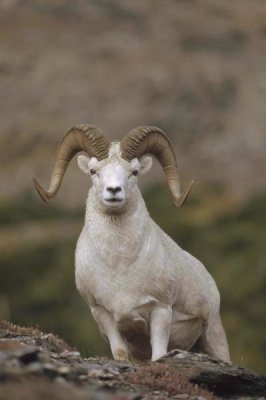 Michael Quinton - Dall's Sheep ram on rock outcrop, Alaska