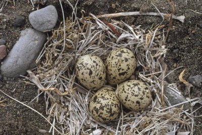 Michael Quinton - Semipalmated Plover eggs in nest, Alaska