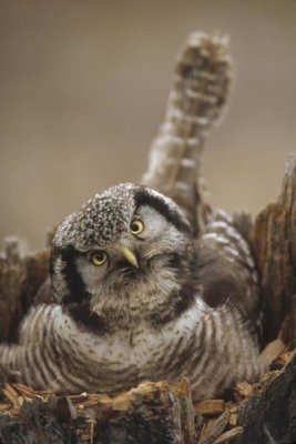 Michael Quinton - Northern Hawk Owl incubating eggs on nest built in top of snag, Alaska