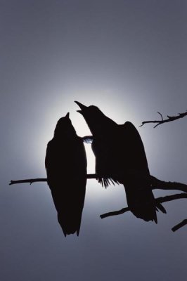 Michael Quinton - Common Raven pair perching on a branch, North America