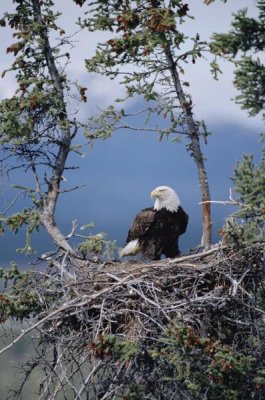 Michael Quinton - Bald Eagle parent on nest, Alaska