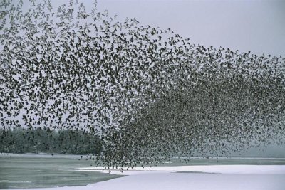 Michael Quinton - Western Sandpiper flock migrating, spring, Copper River Delta Alaska