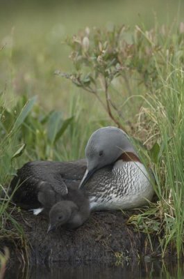 Michael Quinton - Red-throated Loon with chick on nest, Alaska