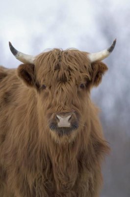 Michael Quinton - Cattle, a highland breed, Kodiak Island, Alaska