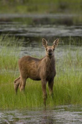 Michael Quinton - Alaska Moose calf standing in marsh, Alaska