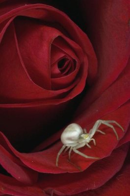 Michael Quinton - Goldenrod Crab Spider on rose, Alaska