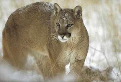 Tim Fitzharris - Mountain Lion portrait in winter, Montana