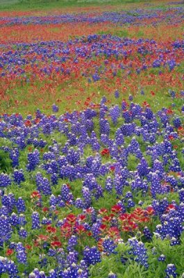 Tim Fitzharris - Sand Bluebonnet and Paintbrush flowers, Hill Country, Texas