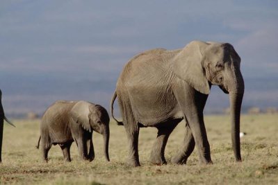 Tim Fitzharris - African Elephant mother and calf, Kenya