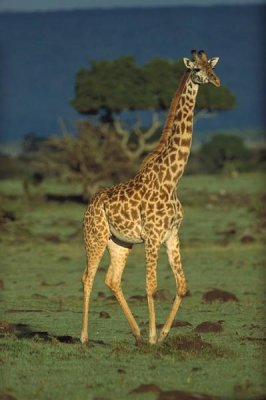 Tim Fitzharris - Giraffe portrait, Kenya