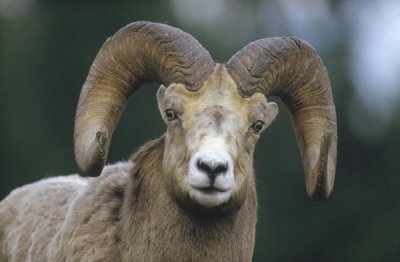 Tim Fitzharris - Bighorn Sheep male portrait, Banff National Park, Alberta, Canada