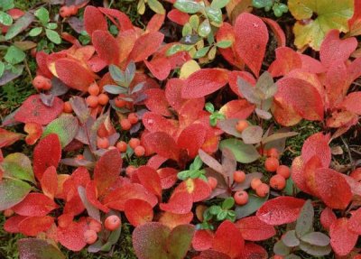 Tim Fitzharris - Bearberry on forest floor in autumn, Yukon Territory, Canada