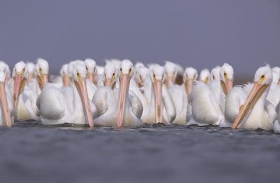 Tim Fitzharris - American White Pelican group, North America