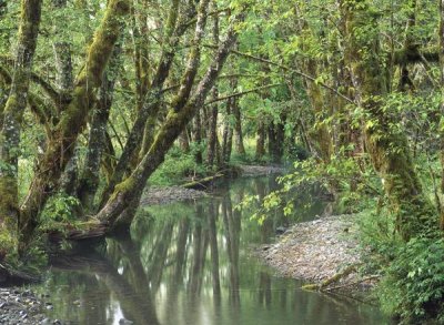 Tim Fitzharris - Red Alder trees with moss, Hoh Rainforest, Olympic NP, Washington