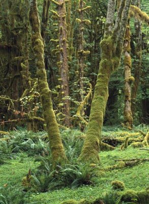 Tim Fitzharris - Maple glade, Quinault Rain Forest, Olympic NP, Washington