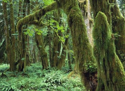 Tim Fitzharris - Maple glade, Quinault Rain Forest, Olympic NP, Washington
