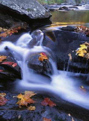 Tim Fitzharris - Autumn leaves in Little River, Great Smoky Mountains NP Tennessee