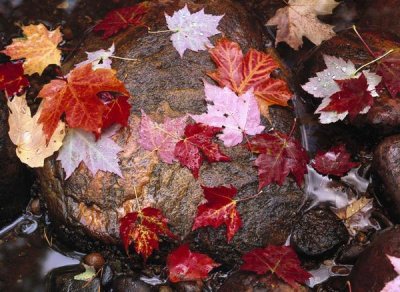 Tim Fitzharris - Maple leaves in Sable Creek, Pictured Rocks National Lakeshore, Michigan