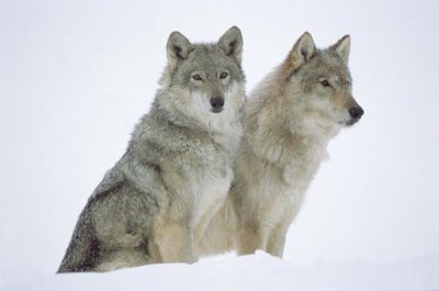 Tim Fitzharris - Timber Wolf portrait of pair sitting in snow, North America