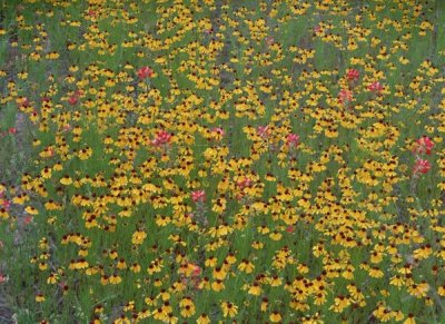 Tim Fitzharris - Paintbrush and coreopsis meadow, Hill Country, Texas