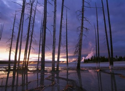 Tim Fitzharris - Dead trees in Lower Geyser Basin at sunset, Yellowstone NP, Wyoming