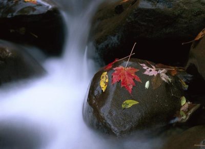 Tim Fitzharris - Little Pigeon River and fall Maple leaves, Great Smoky Mountains National Park