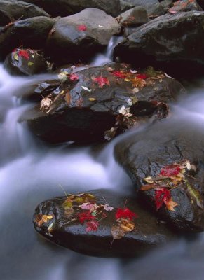 Tim Fitzharris - Little Pigeon River and fall Maple leaves, Great Smoky Mountains National Park
