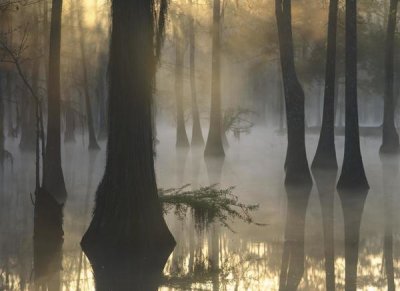 Tim Fitzharris - Bald Cypress grove in freshwater swamp at dawn, Lake Fausse Pointe, Louisiana
