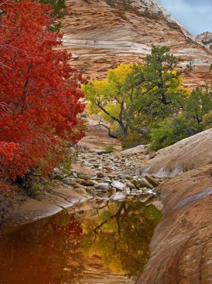 Tim Fitzharris - Maple and Cottonwood autumn foliage, Zion National Park, Utah