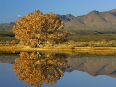 Tim Fitzharris - Cottonwood fall foliage with Magdalena Mountains, New Mexico