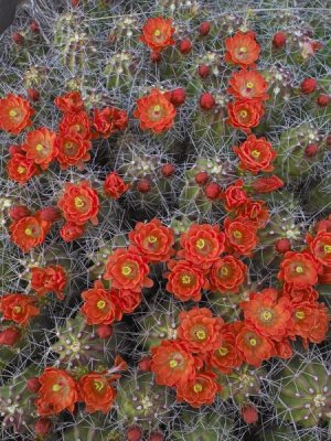 Tim Fitzharris - Claret Cup Cactus detail of flowers in bloom, North America