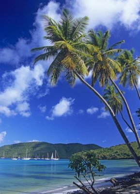 Tim Fitzharris - Palm trees at Maho Bay, Virgin Islands