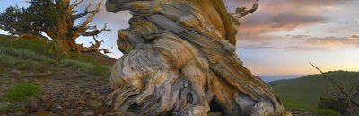 Tim Fitzharris - Foxtail Pine tree, twisted trunk of an ancient tree, Sierra Nevada, California