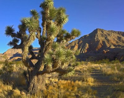 Tim Fitzharris - Joshua Tree with the Virgin Mountains, Arizona