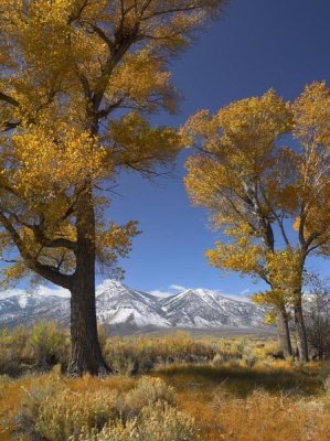 Tim Fitzharris - Cottonwood with the Carson Range in the background, Nevada