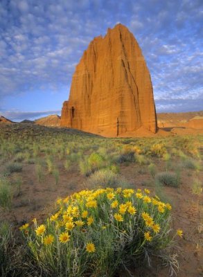 Tim Fitzharris - Common Sunflowers and Temple of the Sun, Capitol Reef NP, Utah