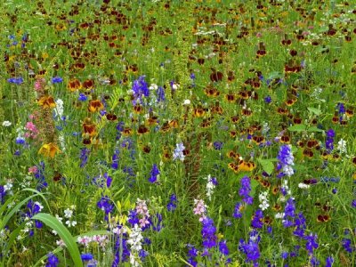 Tim Fitzharris - Delphinium and Mexican Hat flowers in meadow, North America